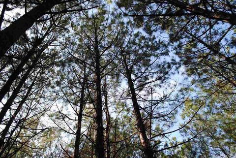 175 Devils Fork Ranch Rd, Drasco, AR 72530 photo 22