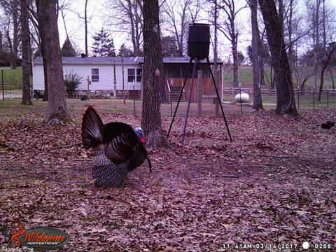 589 River Rd, Hardy, AR 72542 photo 20