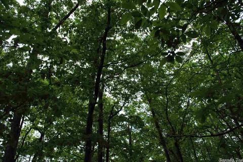 941 Almond Rd, Jerusalem, AR 72080 photo 16