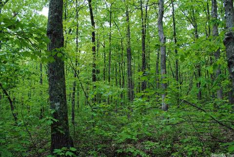 941 Almond Rd, Jerusalem, AR 72080 photo 12