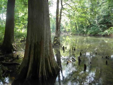38 Old River Rd, Pangburn, AR 72121 photo 28