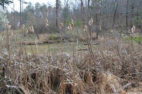 125 Ivory Trl, Marshall, AR 72650 photo 19