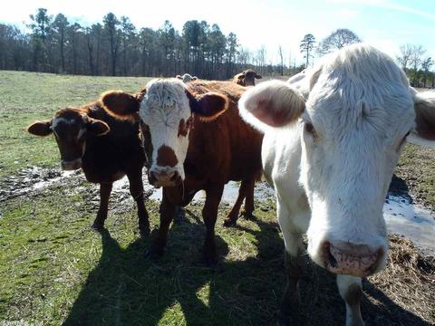 609 Honda Rd, Amity, AR 71921 photo 14