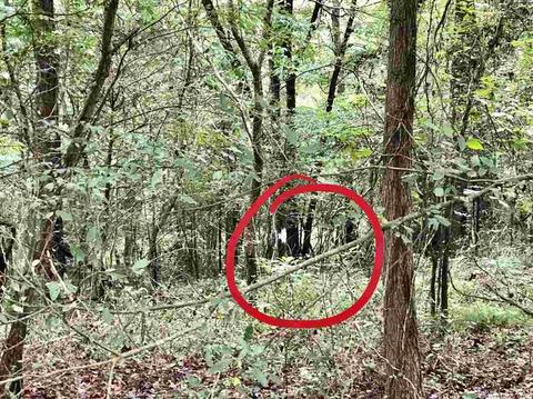 400 Lackey Rd, Greers Ferry, AR 72067 photo 13