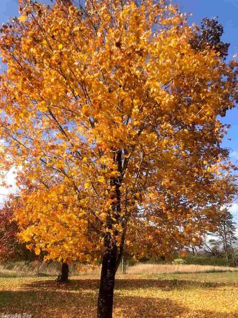 2015 E Hwy 330, Clinton, AR 72031 photo 24