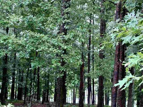 465 E Shores Dr, Drasco, AR 72530 photo 37