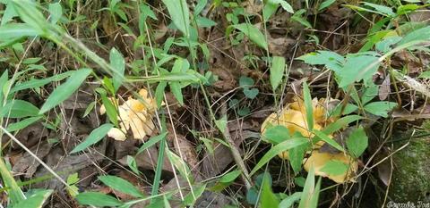 tbd Womble Silver Rd, Mount Ida, AR 71957 photo 4