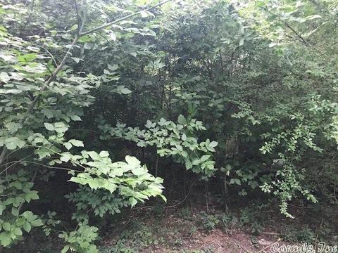 106 Farris Ave, Vandervoort, AR 71972 photo 1
