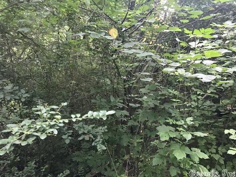109 Farris Ave, Vandervoort, AR 71972 photo 2