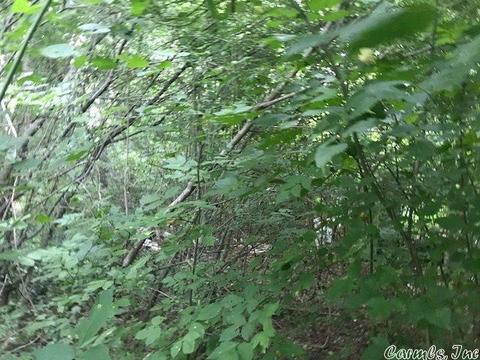 109 Farris Ave, Vandervoort, AR 71972 photo 1