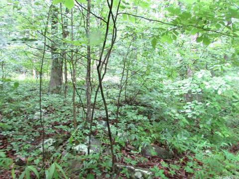 718 Weldon Rd, Edgemont, AR 72044 photo 8