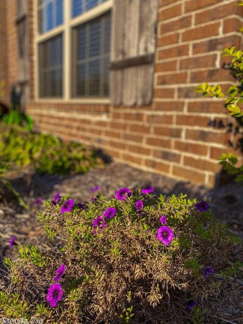 3118 Dapple Gray, Benton, AR 72015 photo 3