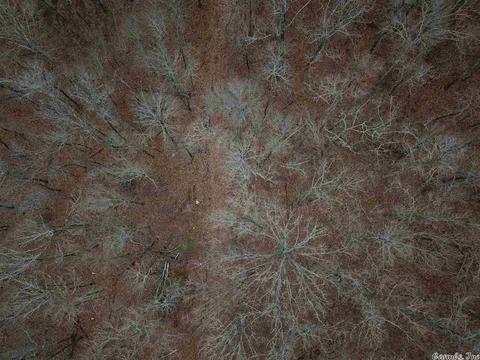 tbd Schales, Sitka, AR 72482 photo 31