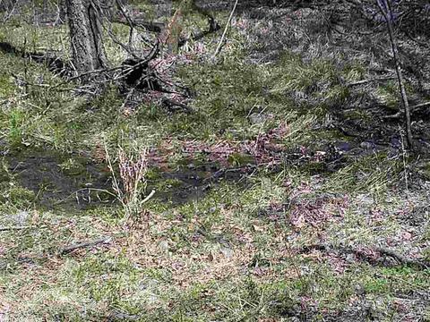 676 Owley Rd, Mount Ida, AR 71957 photo 7
