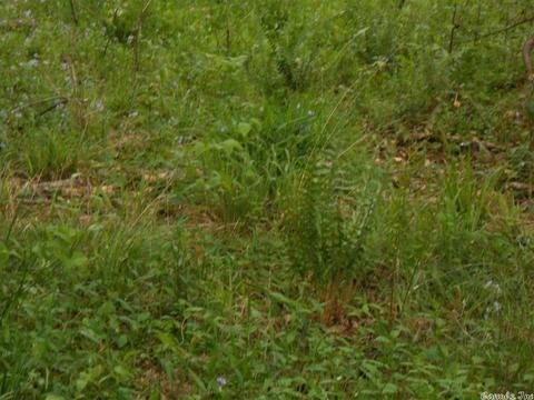 tbd Gordon Lot #4, Murfreesboro, AR 71958 photo 11