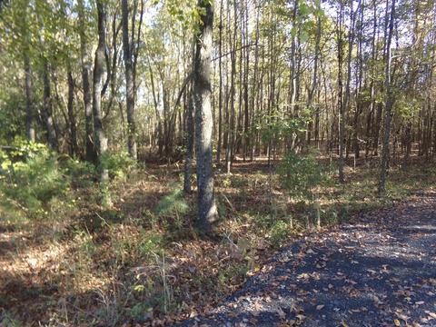 2089 Butlerville Rd, Ward, AR 72176 photo 4