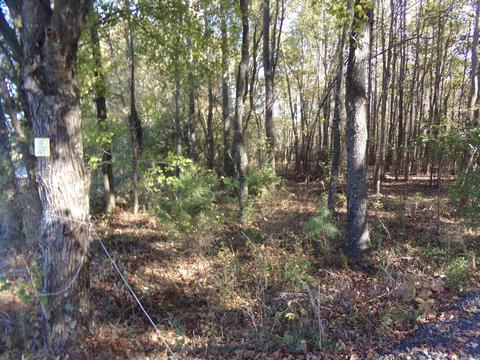 2089 Butlerville Rd, Ward, AR 72176 photo 6