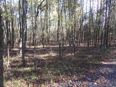 2089 Butlerville Rd, Ward, AR 72176 photo 9