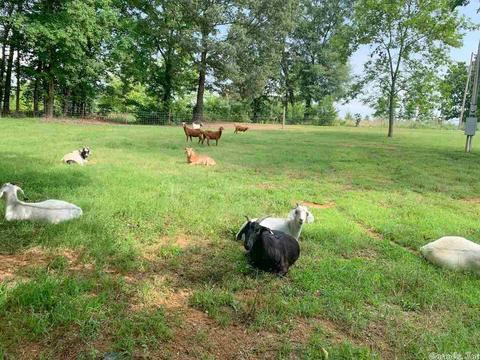149 Sheep Shank Bnd, Quitman, AR 72131 photo 19