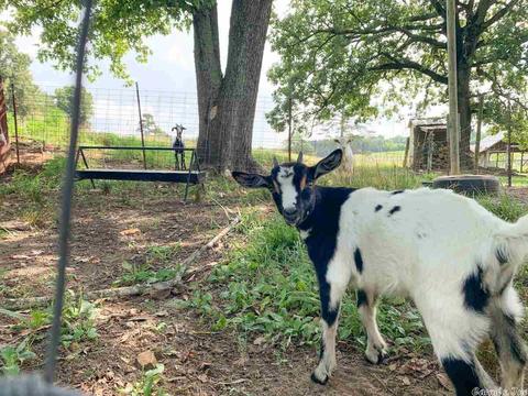 149 Sheep Shank Bnd, Quitman, AR 72131 photo 16