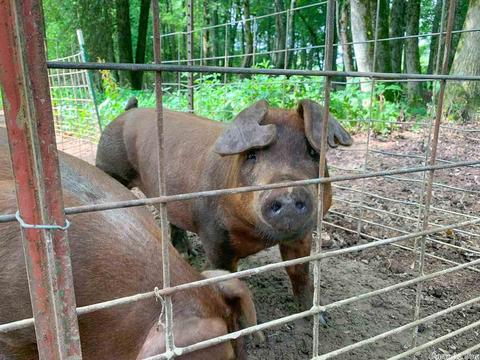 149 Sheep Shank Bnd, Quitman, AR 72131 photo 21