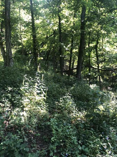 2139 Campbell Rd, Marshall, AR 72650 photo 37