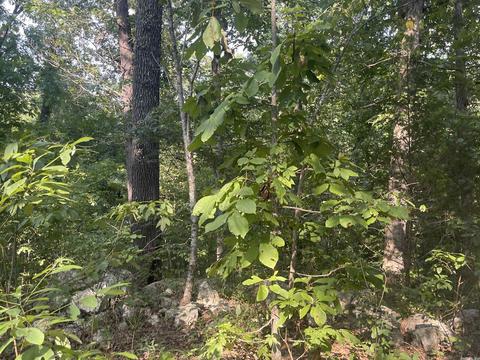 217 Peace Valley Rd, Ash Flat, AR 72513 photo 26
