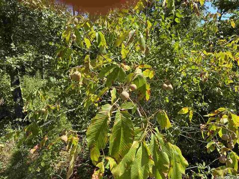 4599 Brewer Rd, Edgemont, AR 72044 photo 29