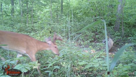 795 Madison 4384, Combs, AR 72721 photo 25