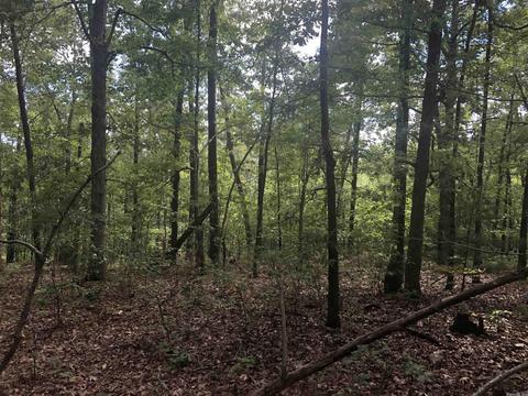 949 Low Yield Dr, Harriet, AR 72639 photo 23