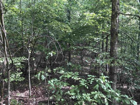 949 Low Yield Dr, Harriet, AR 72639 photo 19