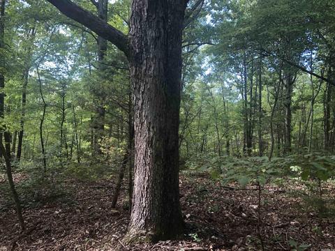 949 Low Yield Dr, Harriet, AR 72639 photo 2