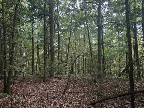 949 Low Yield Dr, Harriet, AR 72639 photo 22