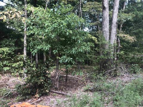 949 Low Yield Dr, Harriet, AR 72639 photo 6