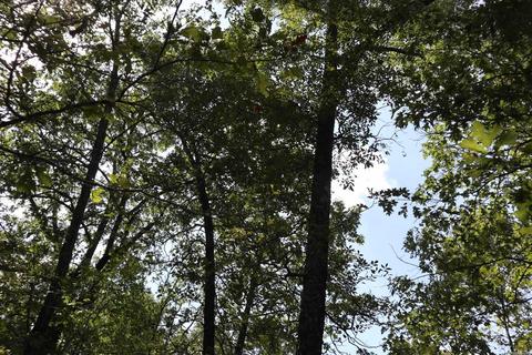 tbd Wren Rd, Gepp, AR 72538 photo 15