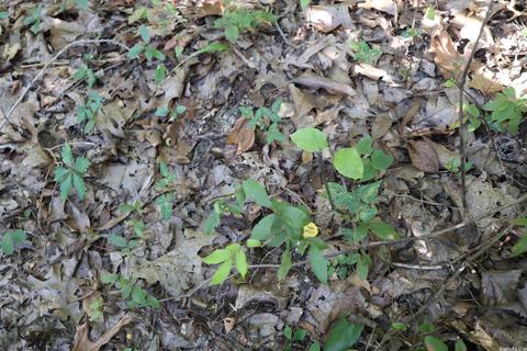 tbd Wren Rd, Gepp, AR 72538 photo 19