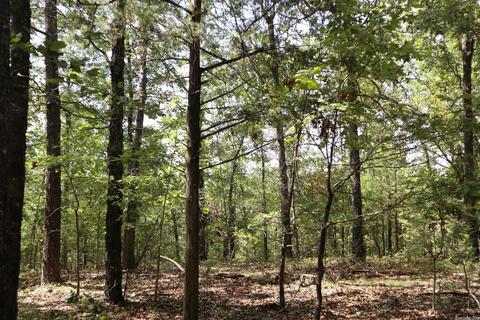 tbd Wren Rd, Gepp, AR 72538 photo 17