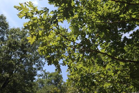 tbd Wren Rd, Gepp, AR 72538 photo 7