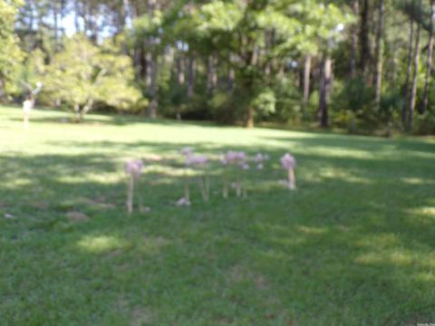 454 Bradley 41 Rd, Warren, AR 71671 photo 10