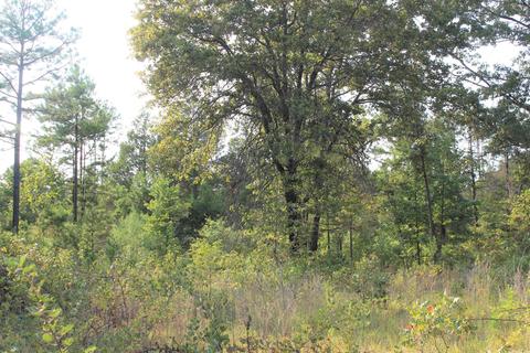 644 Old Gin Rd, Bee Branch, AR 72013 photo 7