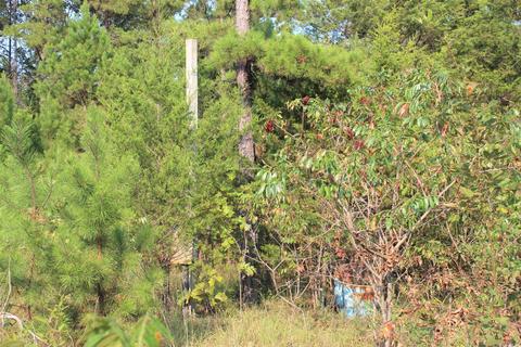 644 Old Gin Rd, Bee Branch, AR 72013 photo 5