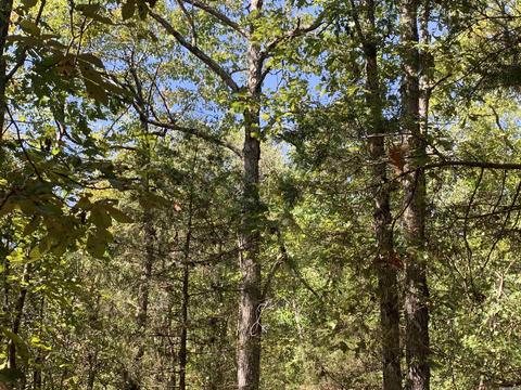 459 Woodham Rd, Concord, AR 72053 photo 10