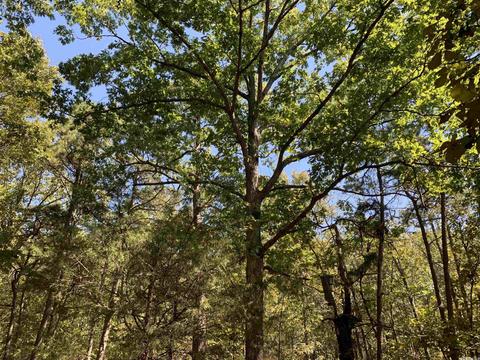 459 Woodham Rd, Concord, AR 72053 photo 5