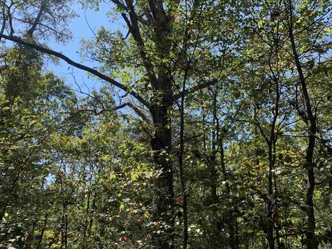 459 Woodham Rd, Concord, AR 72053 photo 6
