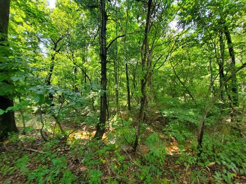 193 Cr 265, Rector, AR 72461 photo 5