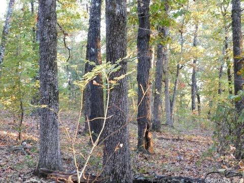 88 Stephens Ln, Imboden, AR 72434 photo 2