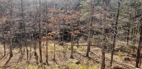 16 Brimer Ln, Greers Ferry, AR 72067 photo 13