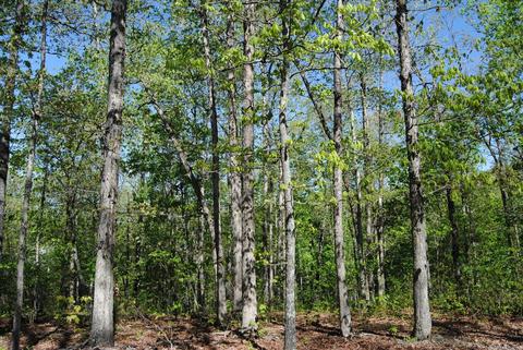 174 Fallen Tree Rd, Marshall, AR 72650 photo 2