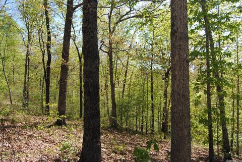 174 Fallen Tree Rd, Marshall, AR 72650 photo 32