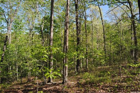 174 Fallen Tree Rd, Marshall, AR 72650 photo 33